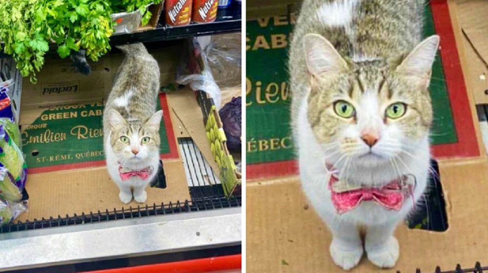 Люди делятся фото кошек в небольших магазинах. Животные выглядят так, как будто владеют ими