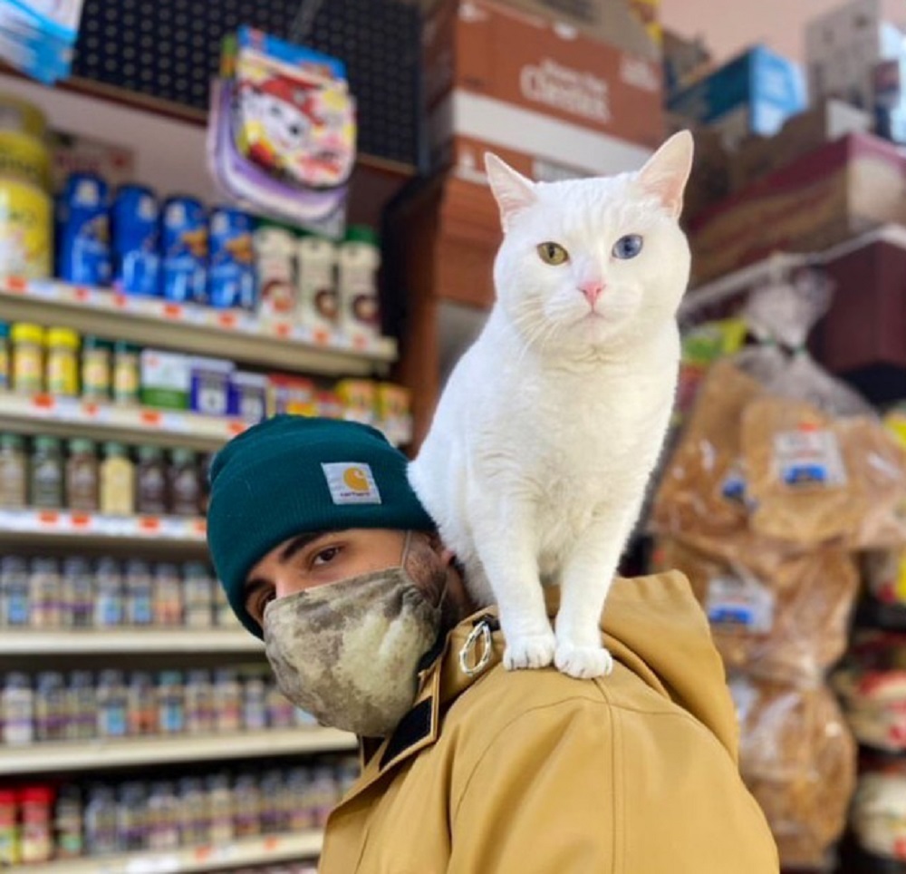 Люди делятся фото кошек в небольших магазинах. Животные выглядят так, как будто владеют ими