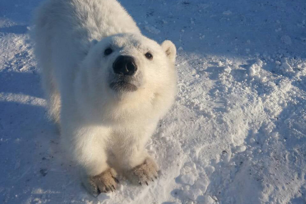 Детеныша белых медведей спасли на острове Большевик вахтовики