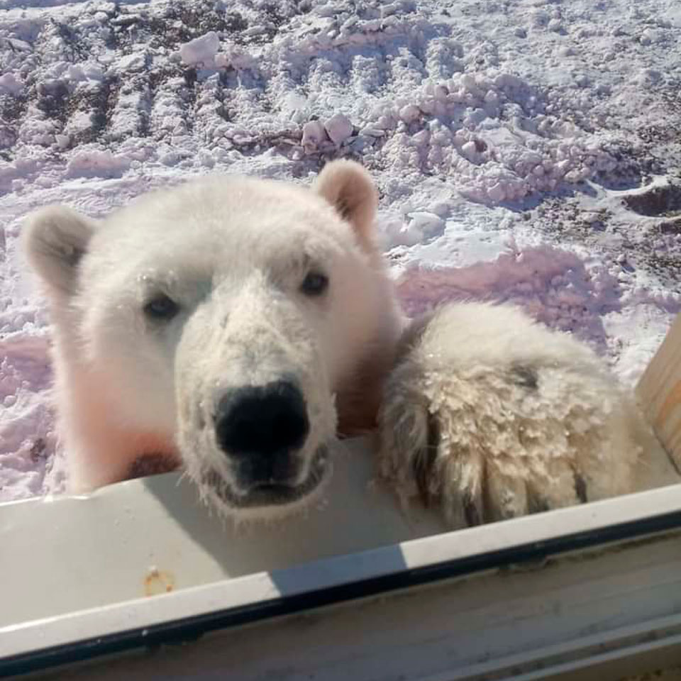 Детеныша белых медведей спасли на острове Большевик вахтовики