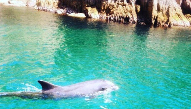 Он был для всех кормильцем: дельфин приплывал к рыбацкой деревне в течение 37 лет