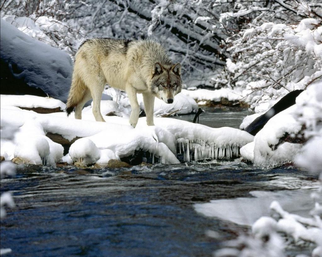 Страх волков: зоологи рассказали, бояться ли нашествия хищников в 2021-м