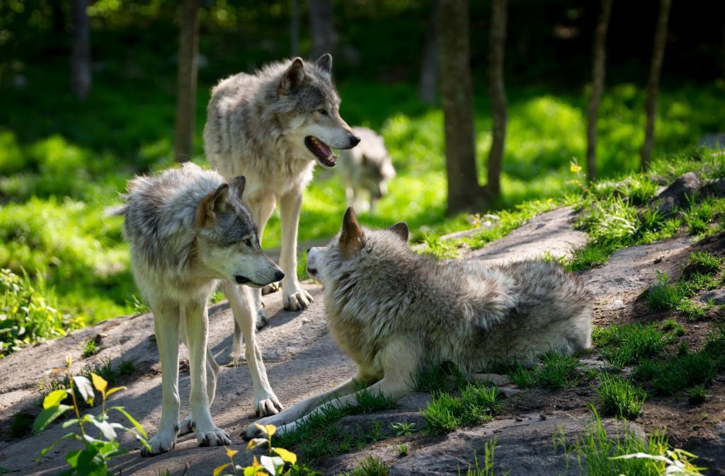 Страх волков: зоологи рассказали, бояться ли нашествия хищников в 2021-м
