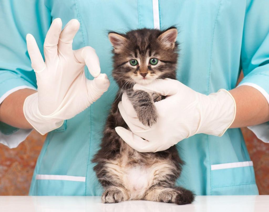 Ветеринары жалуются на дефицит препарата, которым вакцинируют кошек для профилактики вирусных заболеваний