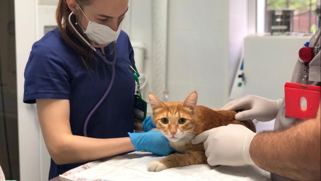 Ветеринары жалуются на дефицит препарата, которым вакцинируют кошек для профилактики вирусных заболеваний