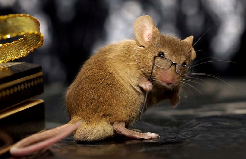 Ученые выявили признаки абстрактного мышления у грызунов: мыши умеют сортировать информацию