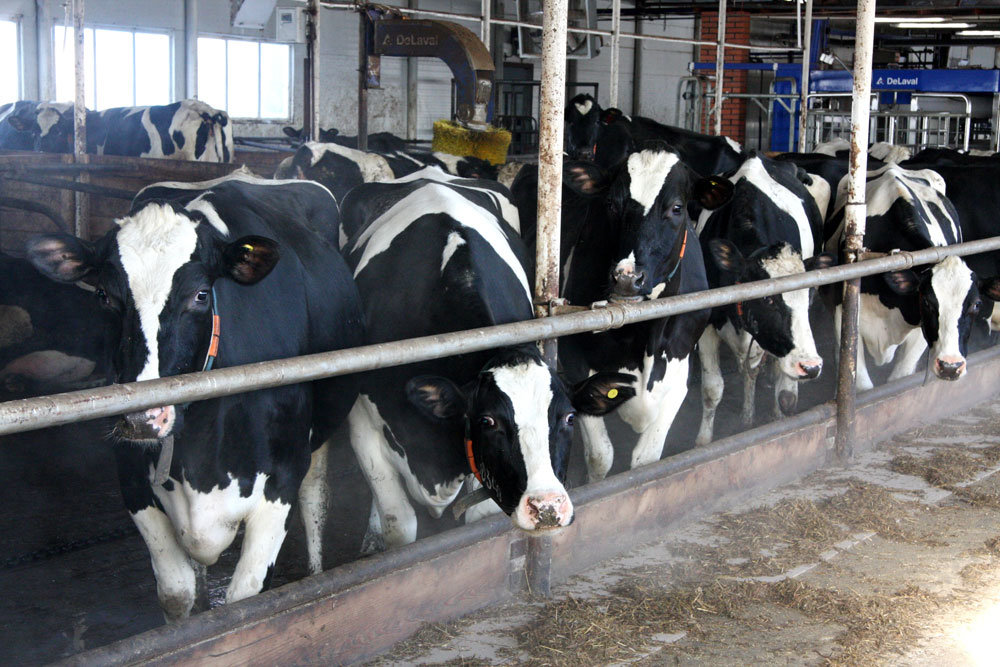Ждите молоко, безопасное для аллергиков: уральские ученые принимают участие в создании генетически модифицированного крупного рогатого скота