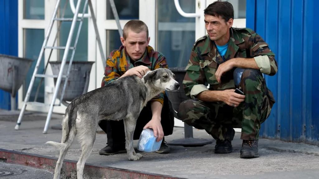 За 35 лет бродячие собаки Чернобыля не утратили связи с людьми