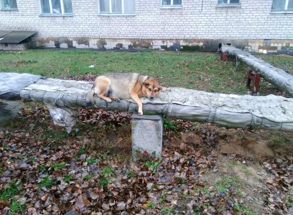 За 35 лет бродячие собаки Чернобыля не утратили связи с людьми