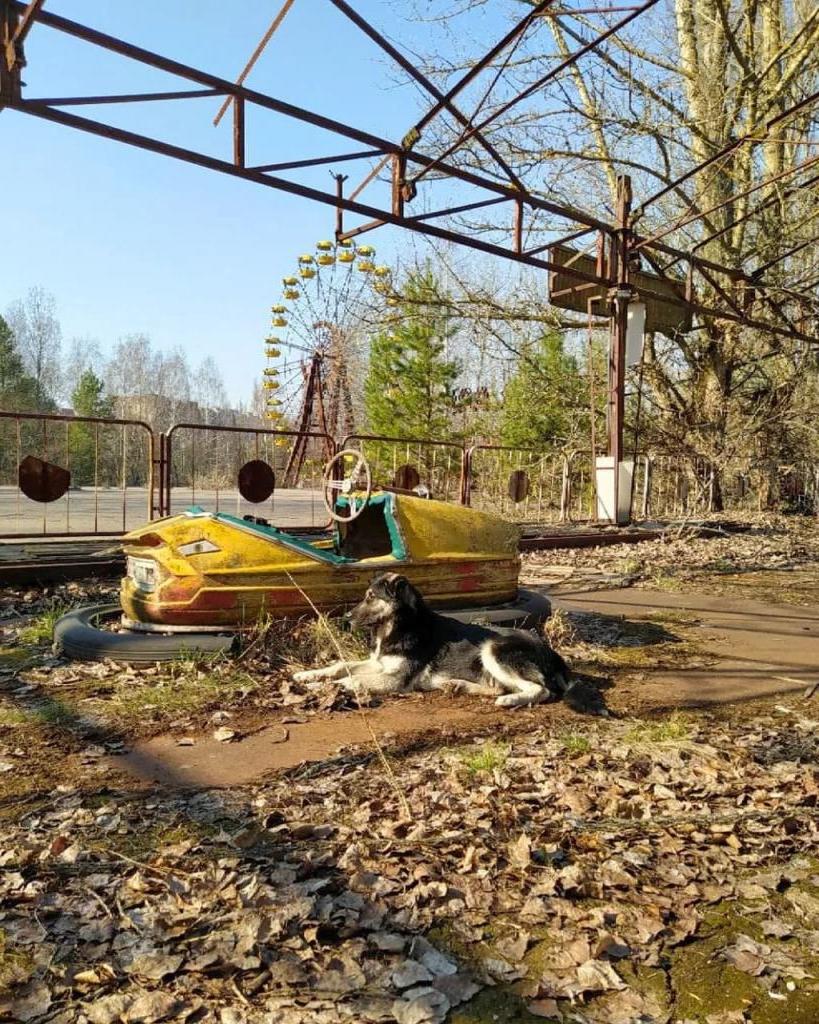 У некоторых есть имена, у других нет: бродячие собаки Чернобыля за 35 лет не утратили связи с людьми