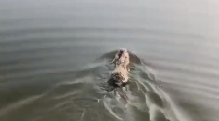 Умеют ли кролики плавать? На видео видно, как питомец добровольно переплыл водоем