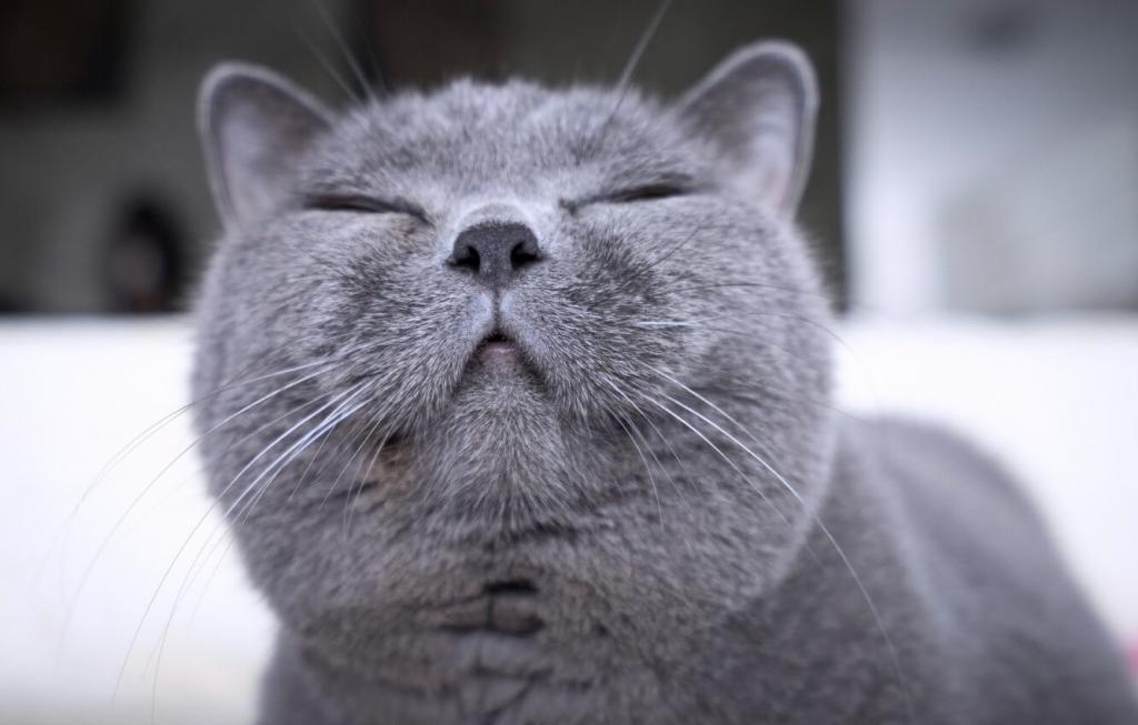 Британские ученые выяснили, как домашние кошки могут улыбаться: эмоция отличается от человеческой