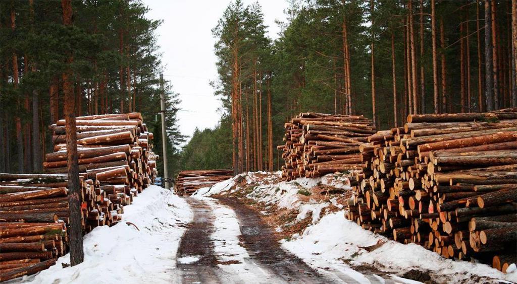 Леса не хватает: во сколько России обходится углеродное регулирование