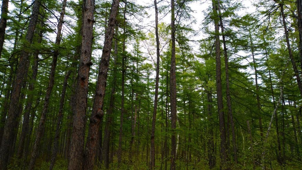 Леса не хватает: во сколько России обходится углеродное регулирование
