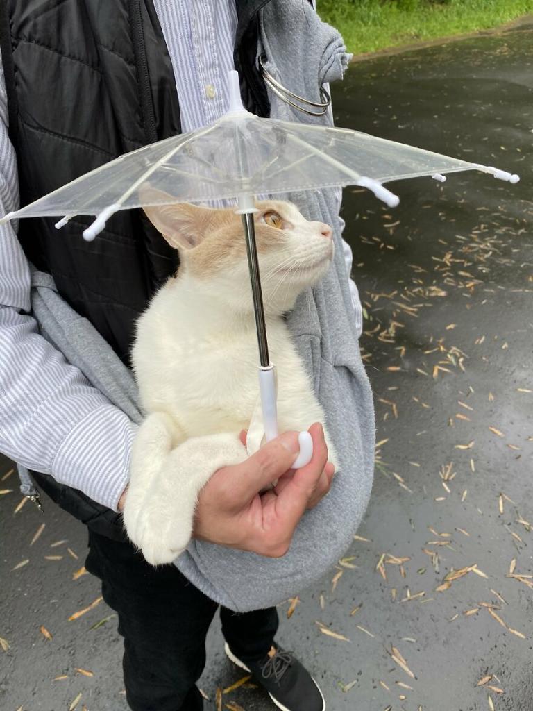 Хозяин придумал для своего кота зонт для прогулок. Питомец стал звездой соцсетей