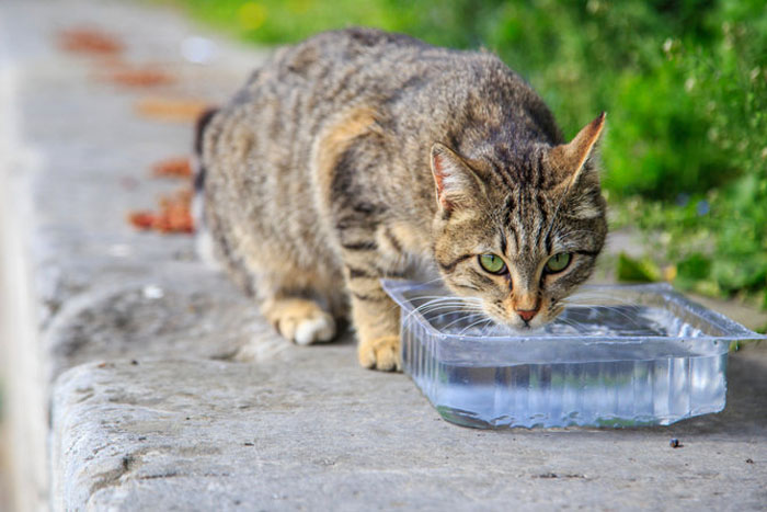 Попробуйте найти хозяина и не спешите: как правильно приютить бездомного кота (пять советов)