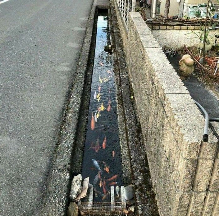 Мороженое, которое не тает, рыбки, живущие в городских каналах. Подборка интересных фактов о Японии