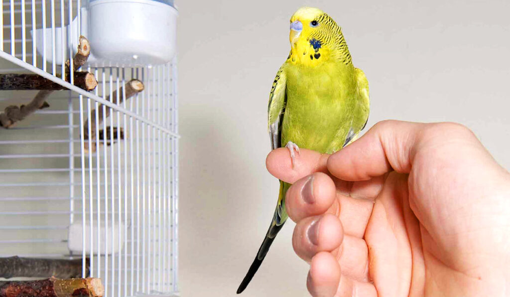 Четное количество в клетке: большинство хозяев волнистых попугаев содержат их в неправильных условиях