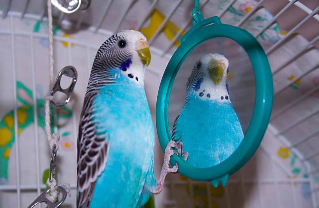 Четное количество в клетке: большинство хозяев волнистых попугаев содержат их в неправильных условиях