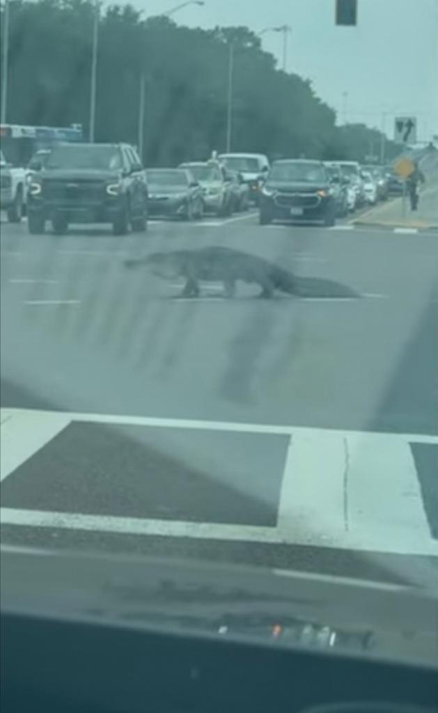 Аллигатор гуляет по проспекту среди машин: женщина снимала видео, сидя в салоне своего автомобиля