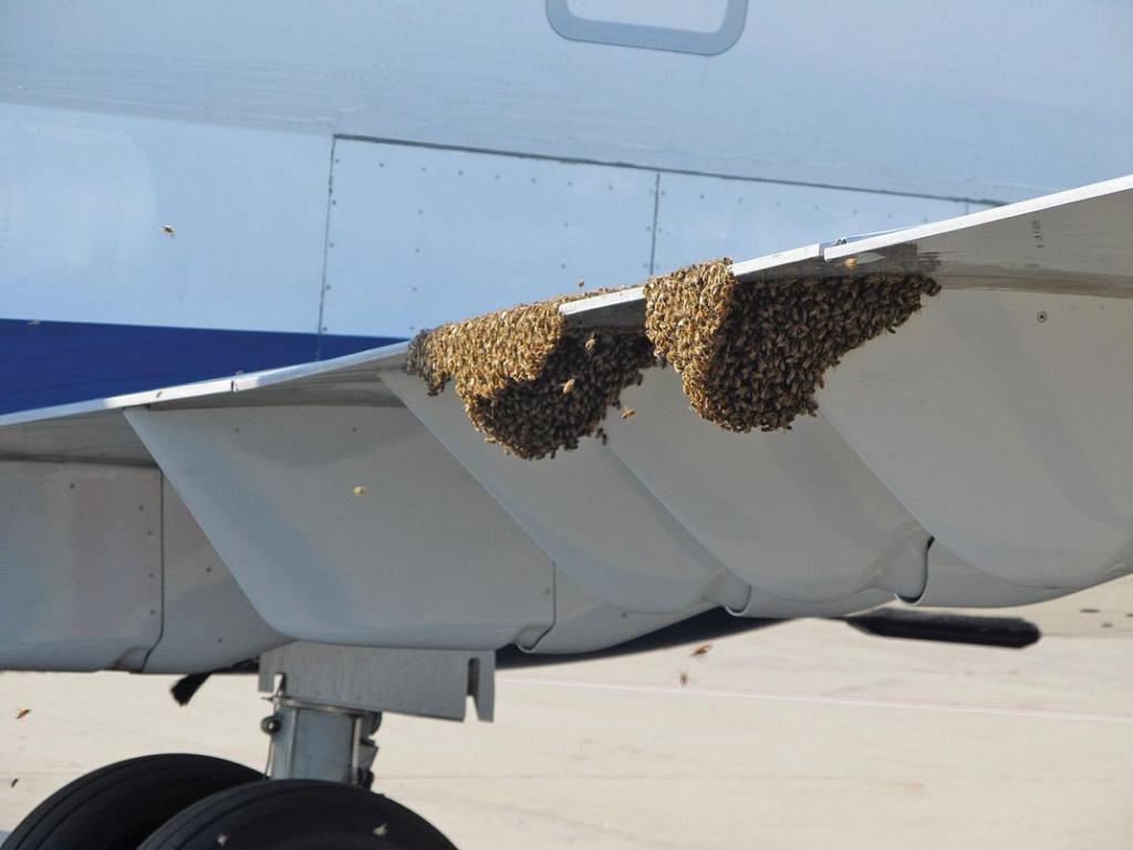 Зачем аэропорты нанимают пчеловодов и как мед показывает качество воздуха