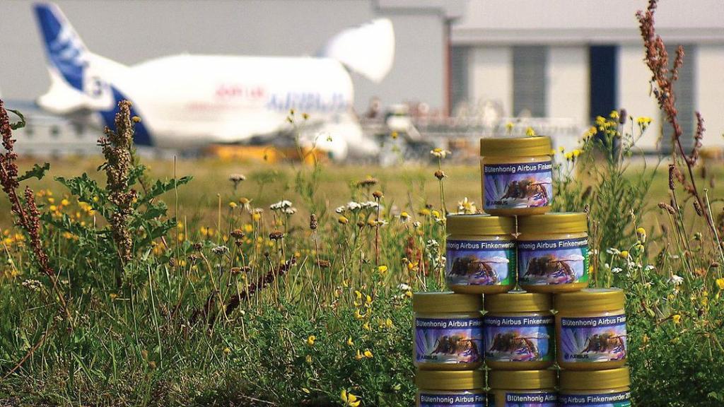 Зачем аэропорты нанимают пчеловодов и как мед показывает качество воздуха