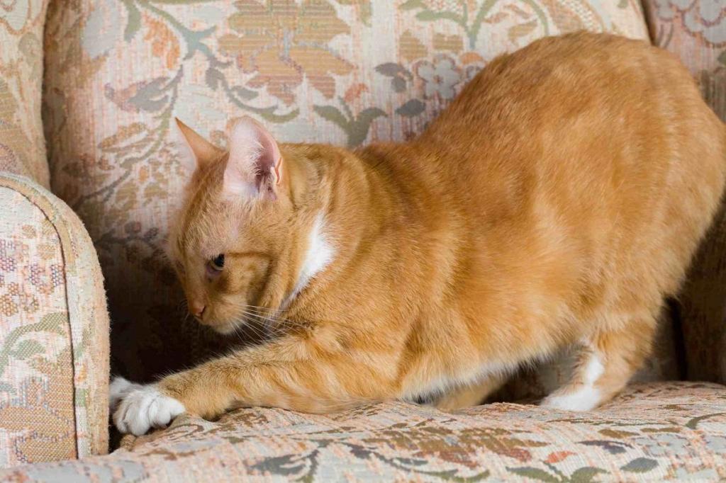 Коты тоже умеют любить. 5 кошачьих жестов, которые надо принимать как симпатию