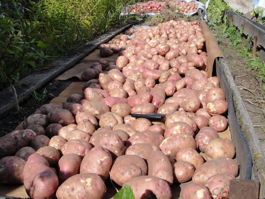 До шести урожаев корнеплодов в год: российские ученые создали вертикальную ферму для выращивания семенного картофеля