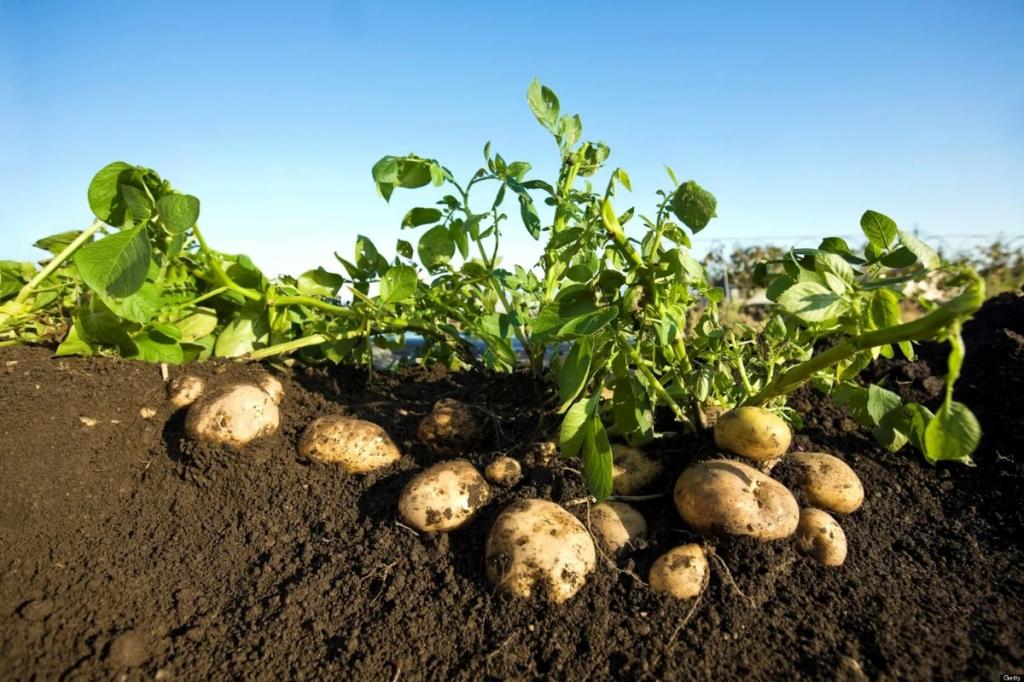До шести урожаев корнеплодов в год: российские ученые создали вертикальную ферму для выращивания семенного картофеля