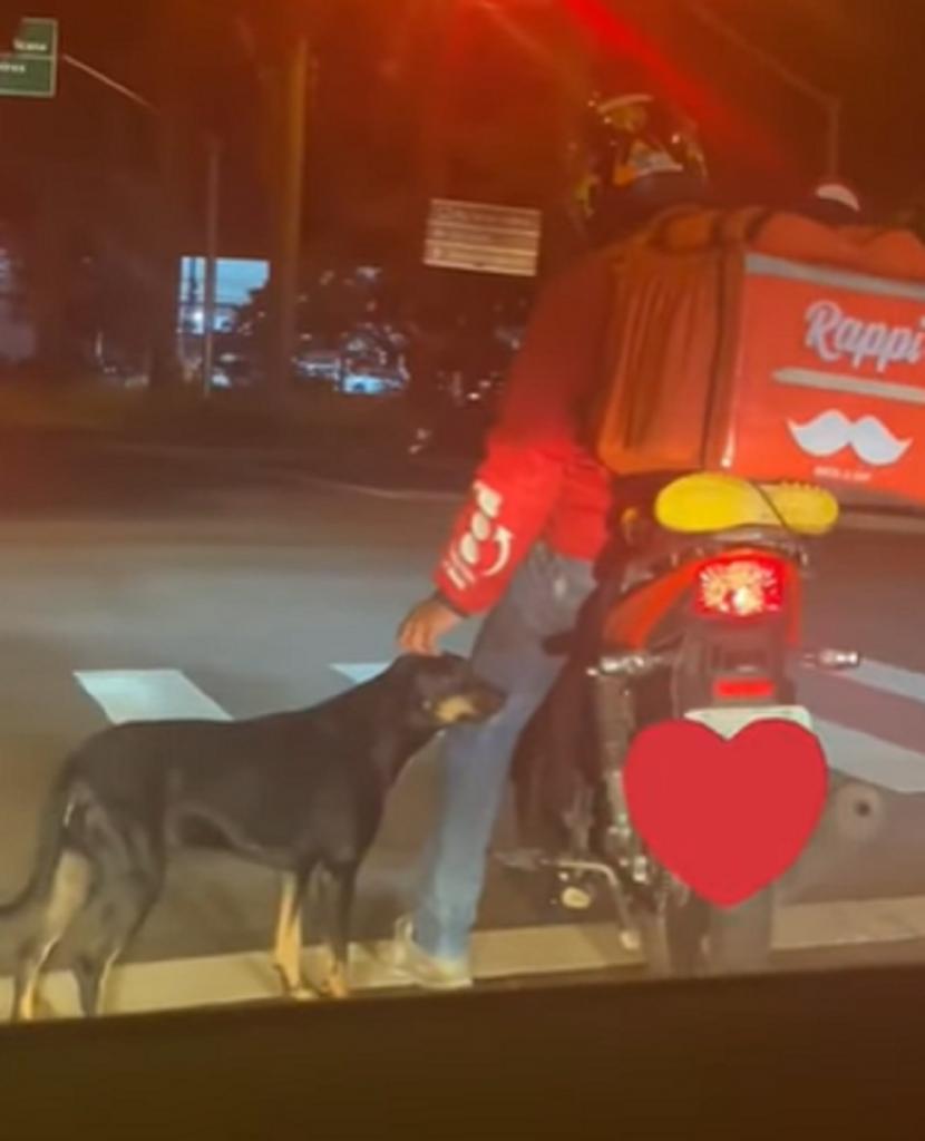 Уличный пес подошел к курьеру по доставке еды, чтобы его погладили. Парень вернулся и приютил собаку. История спасения стала вирусной