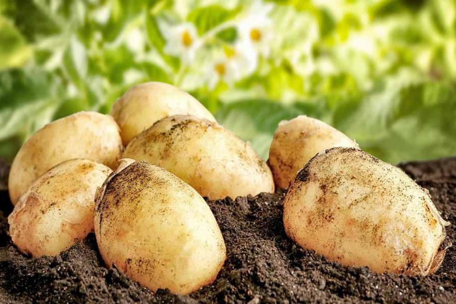 Российские ученые разработали вертикальную ферму, которая позволяет выращивать до шести урожаев картошки в год