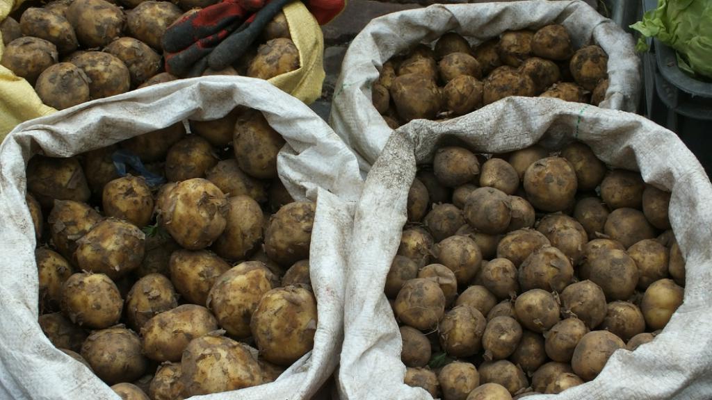 Российские ученые разработали вертикальную ферму, которая позволяет выращивать до шести урожаев картошки в год