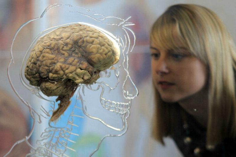 Большинство представителей науки заявляют, что потенциал человеческого мозга раскрыт лишь на 10 %. Физиологи из Дании опровергли этот миф