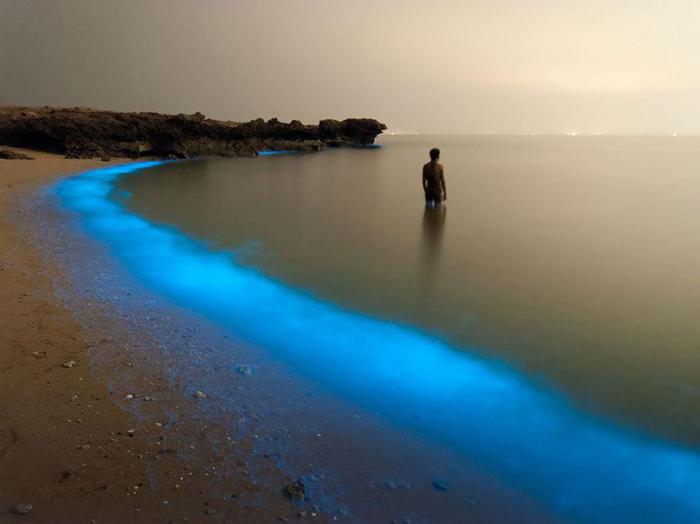 Биолюминесцентный планктон