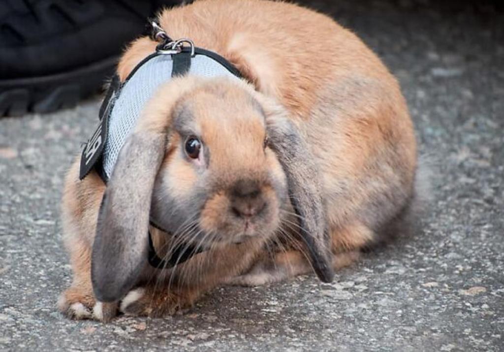 Кролик, поступивший на службу в украинскую полицию, стал звездой соцсетей