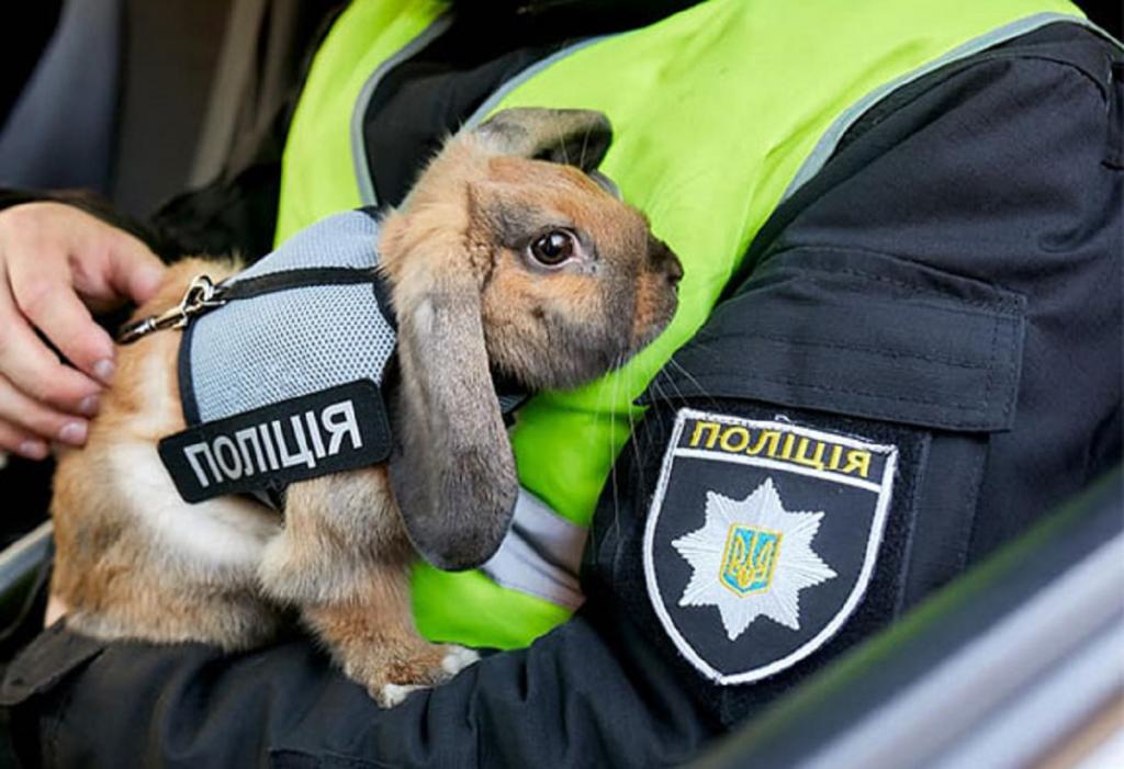 Кролик, поступивший на службу в украинскую полицию, стал звездой соцсетей