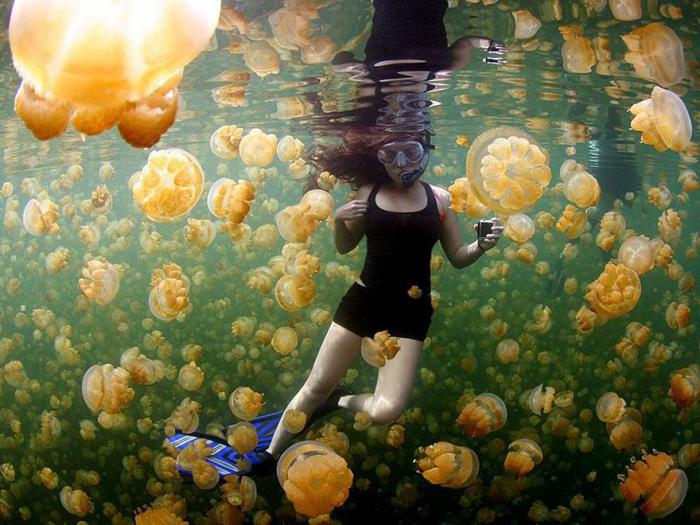 Желтые медузы