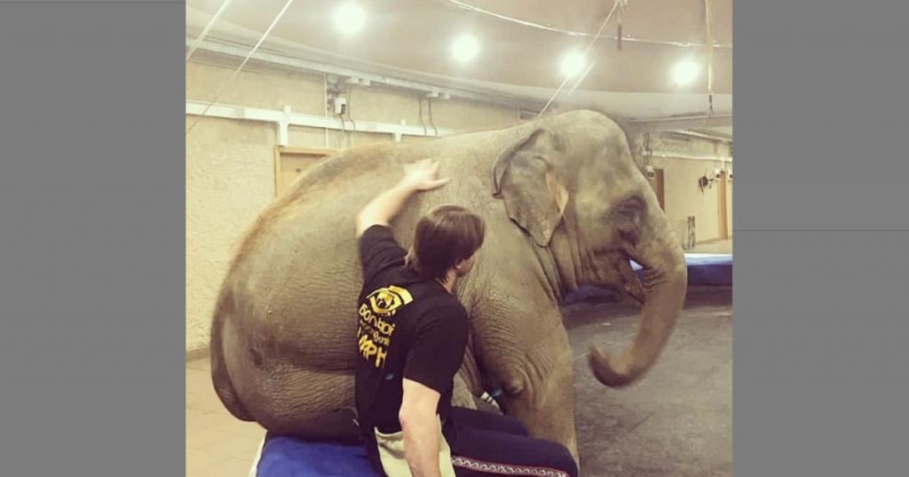 "За свой счет": Эдгар Запашный купил слона для Большого Московского цирка за 12 миллионов