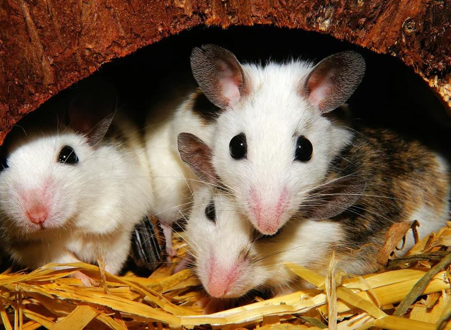 Мышей научили дружить по-настоящему: ученые создали новый мозговой имплант