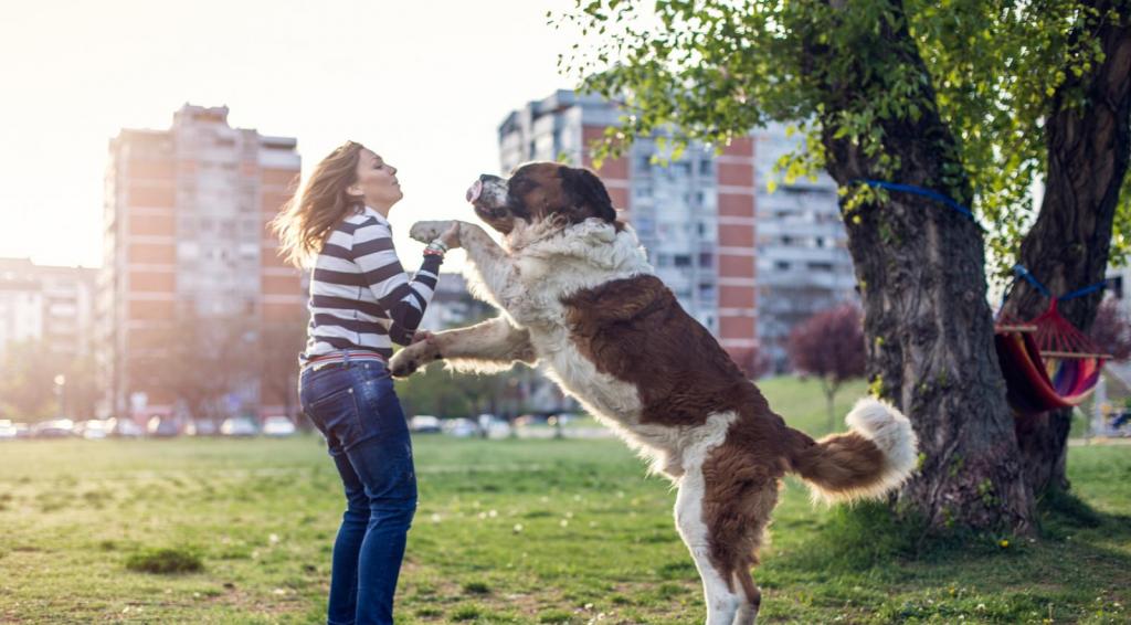 Собака не видит связи между проступком и упреком: как правильно общаться с питомцем
