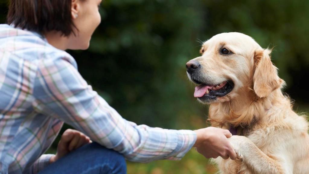 Собака не видит связи между проступком и упреком: как правильно общаться с питомцем
