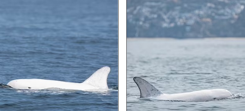 Ослепительно белого дельфина сфотографировали наблюдатели за китами у берегов Калифорнии