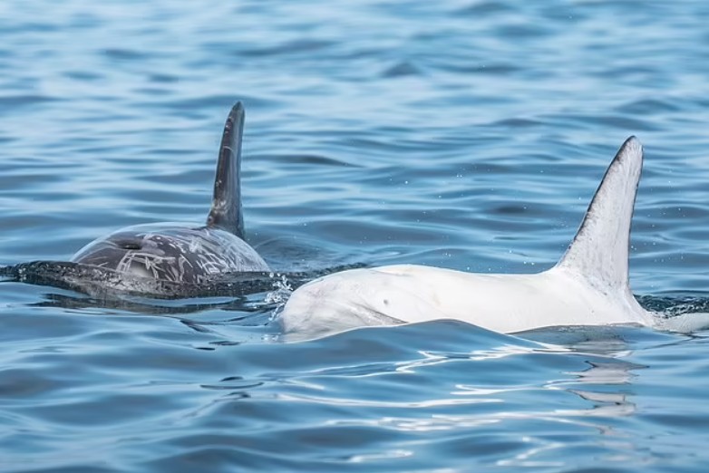 Ослепительно белого дельфина сфотографировали наблюдатели за китами у берегов Калифорнии