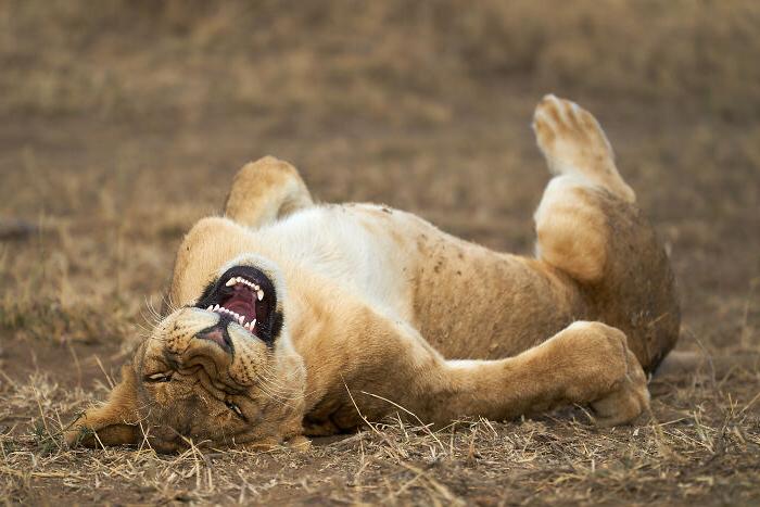 Конкурс The Comedy Wildlife (Великобритания): смешные фотографии диких животных 2021 года