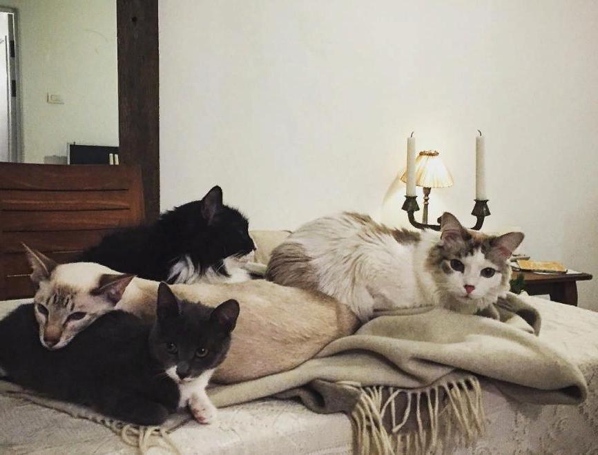 У актера Кирилла Гребенщикова живут пятеро котов, которых он подобрал на улице и выходил
