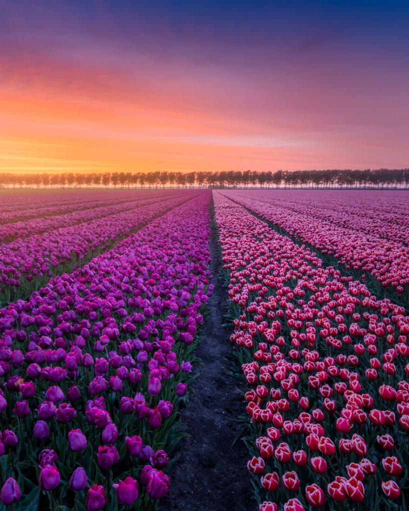 Фотограф Альберт Дрос жил в Голландии весной. Его снимки природы завораживают