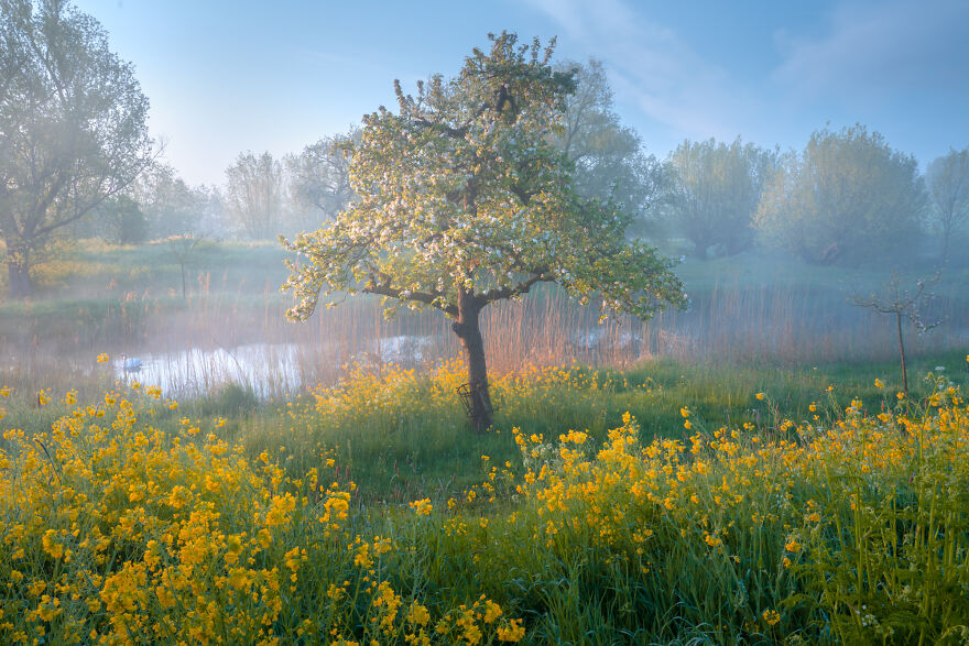 Фотограф Альберт Дрос жил в Голландии весной. Его снимки природы завораживают