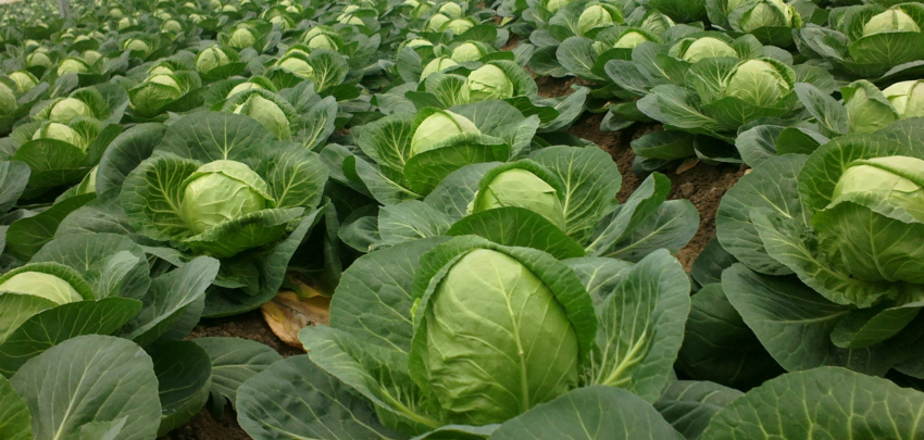 Кочан с голову: изучение генов капусты позволило приблизиться к получению более крупных урожаев овоща