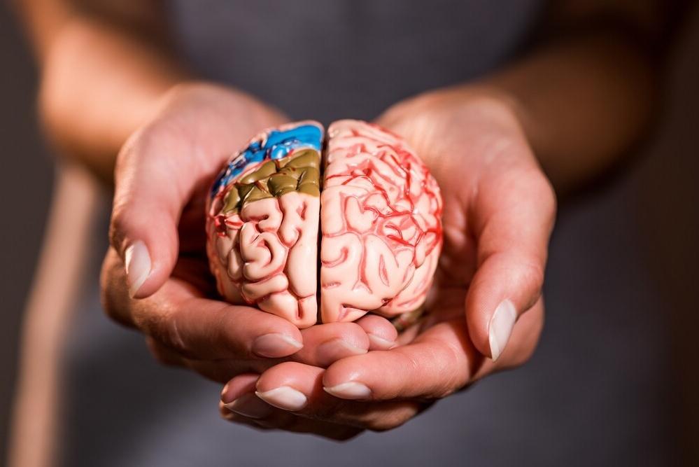 Американские ученые завершили исследование, начатое в 1971 году, и пришли к выводу о влиянии образовательной среды на развитие мозга