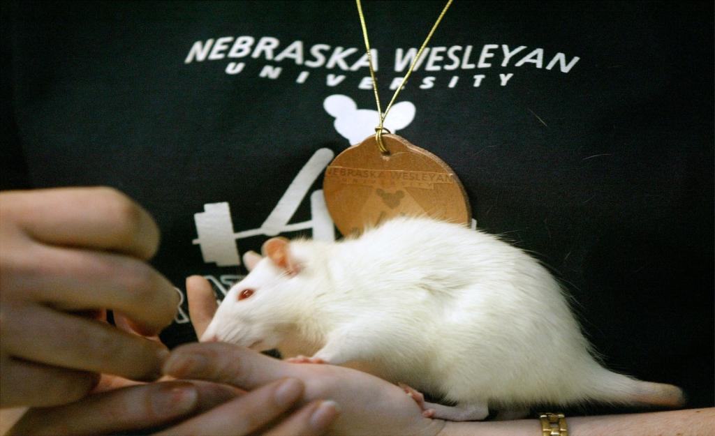 Израильским ученым удалось в лабораторных условиях продлить жизнь мышей почти на четверть